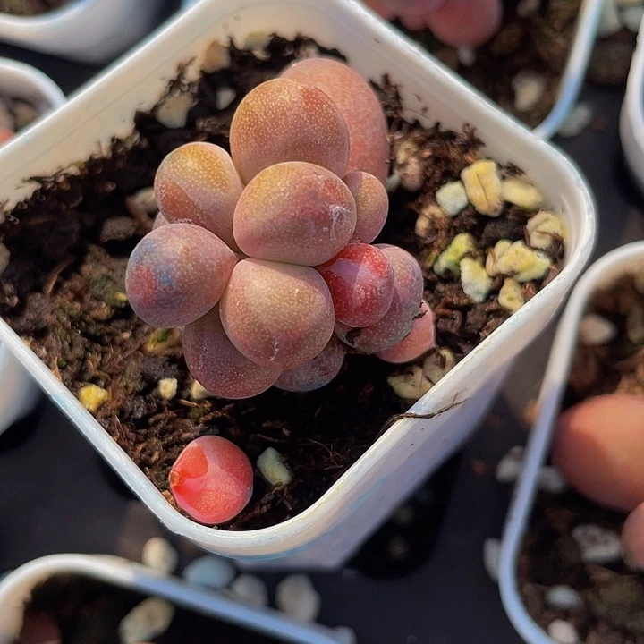 默**开一物一拍满18包邮47