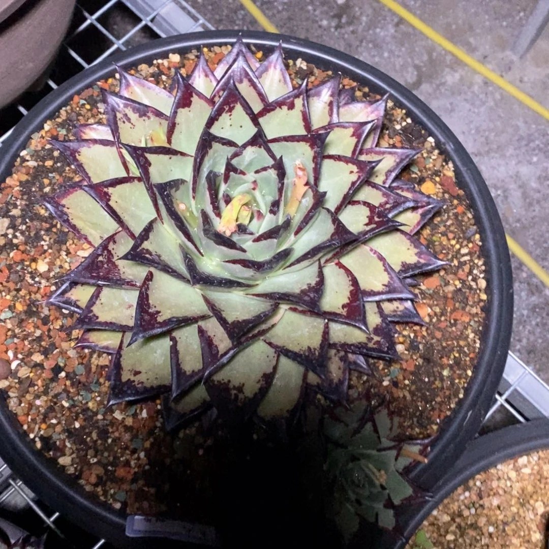 靜****)青龙侧芽芽芽芽芽