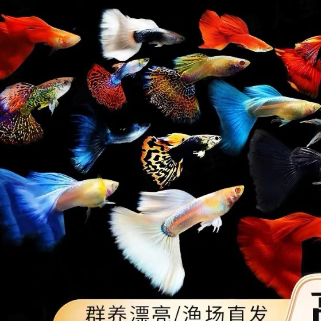 深海蓝10条观赏鱼超级萌宠活体水族鱼胎生鱼