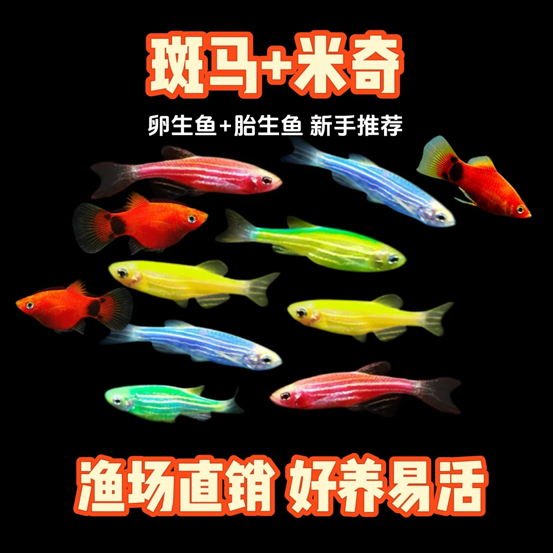 【新手套餐】小型热带观赏鱼淡水小鱼七彩斑马鱼米奇混养好养易活体