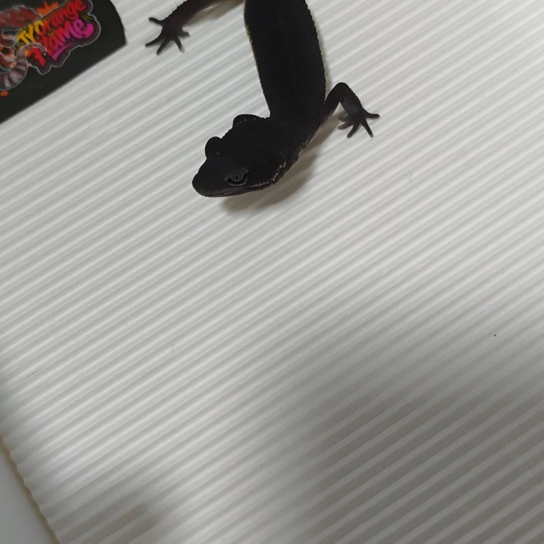 豹纹守宫豹纹守宫黑夜母00350