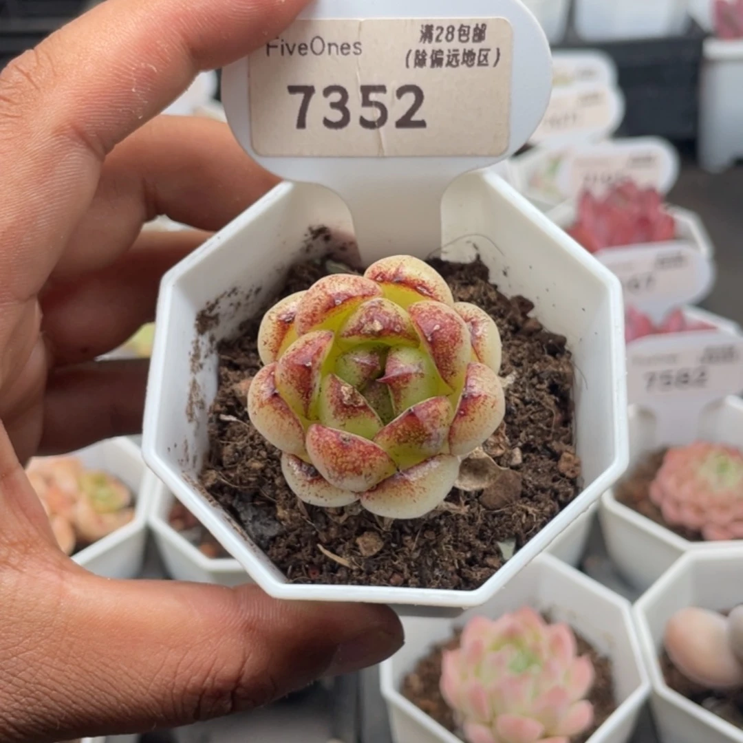 7352紫水晶4.0厘米