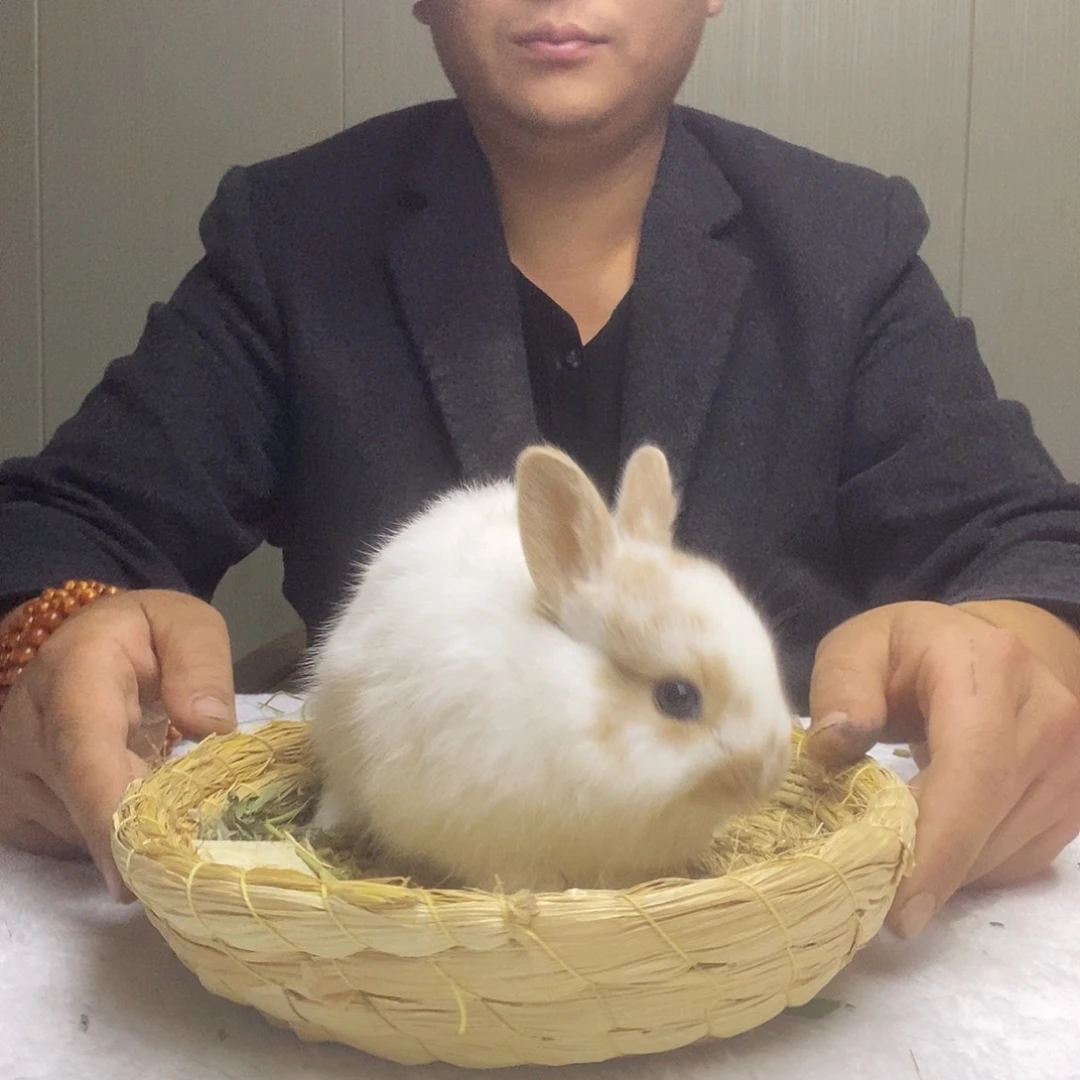 侏儒兔碎斑侏儒兔