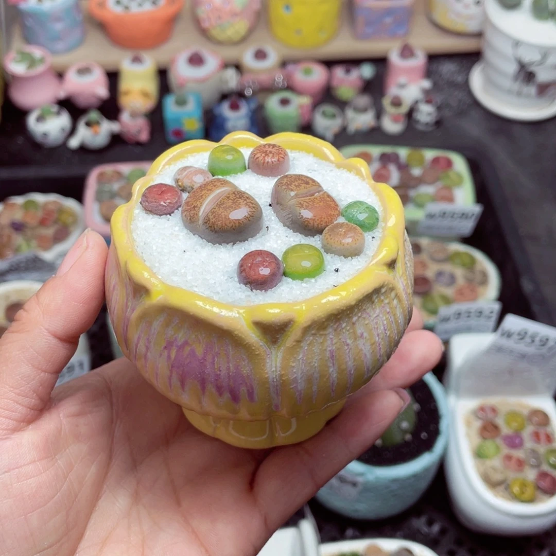 w9598 -零下地区拍保温箱带盆土发货