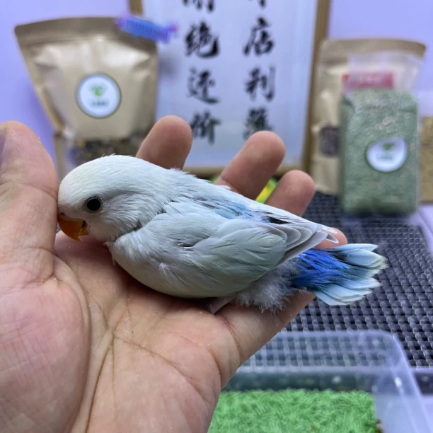 牡丹鹦鹉-白面薄荷澳桂母H83523