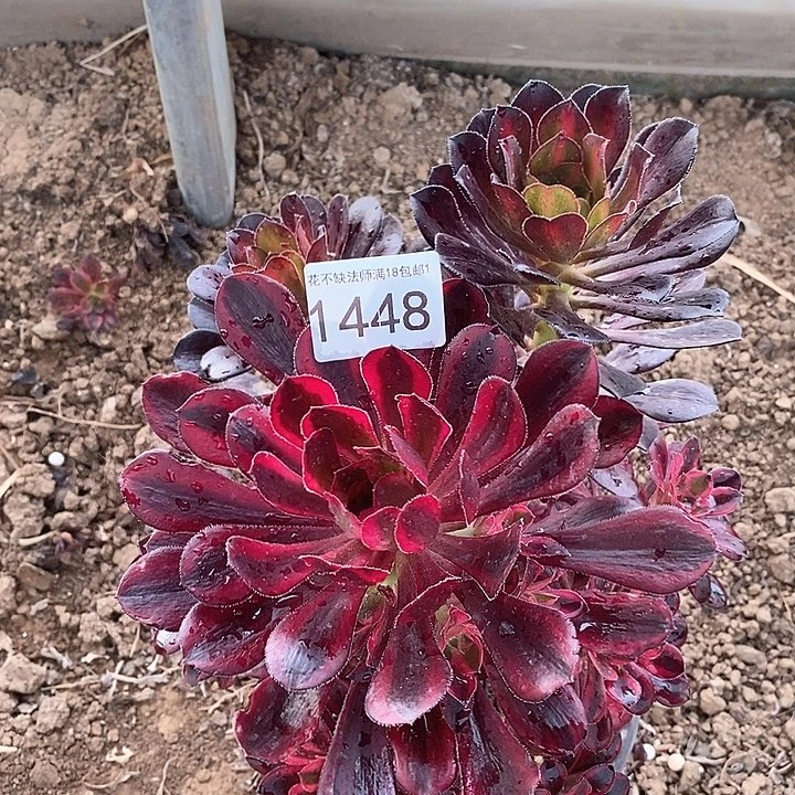 香奈儿晚霞合体1448