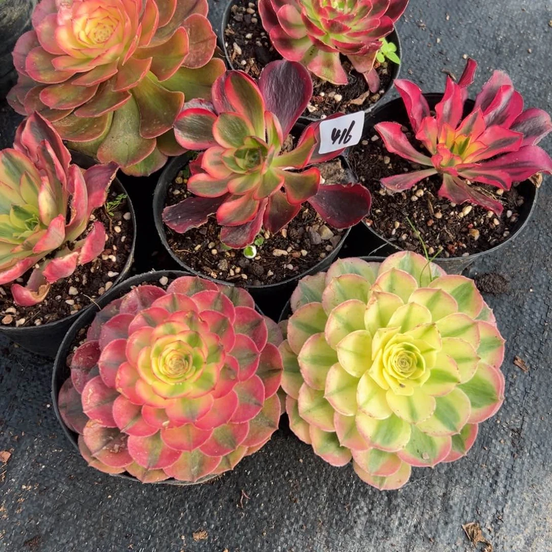 416一组7颗多肉多肉多肉