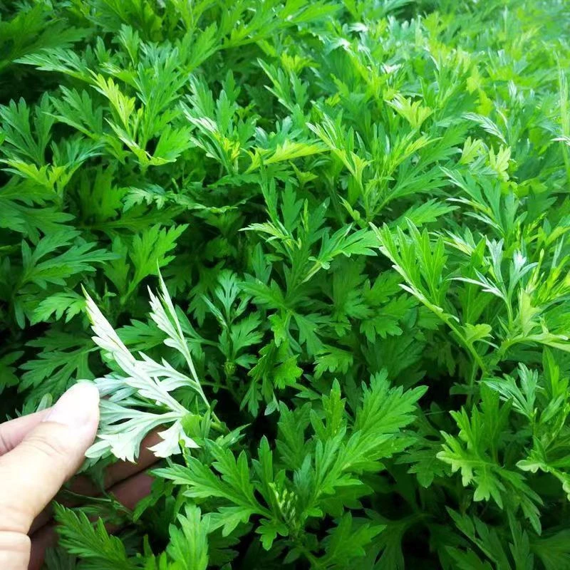 ［新鲜艾叶］煲汤煮汤做糍粑非常清甘