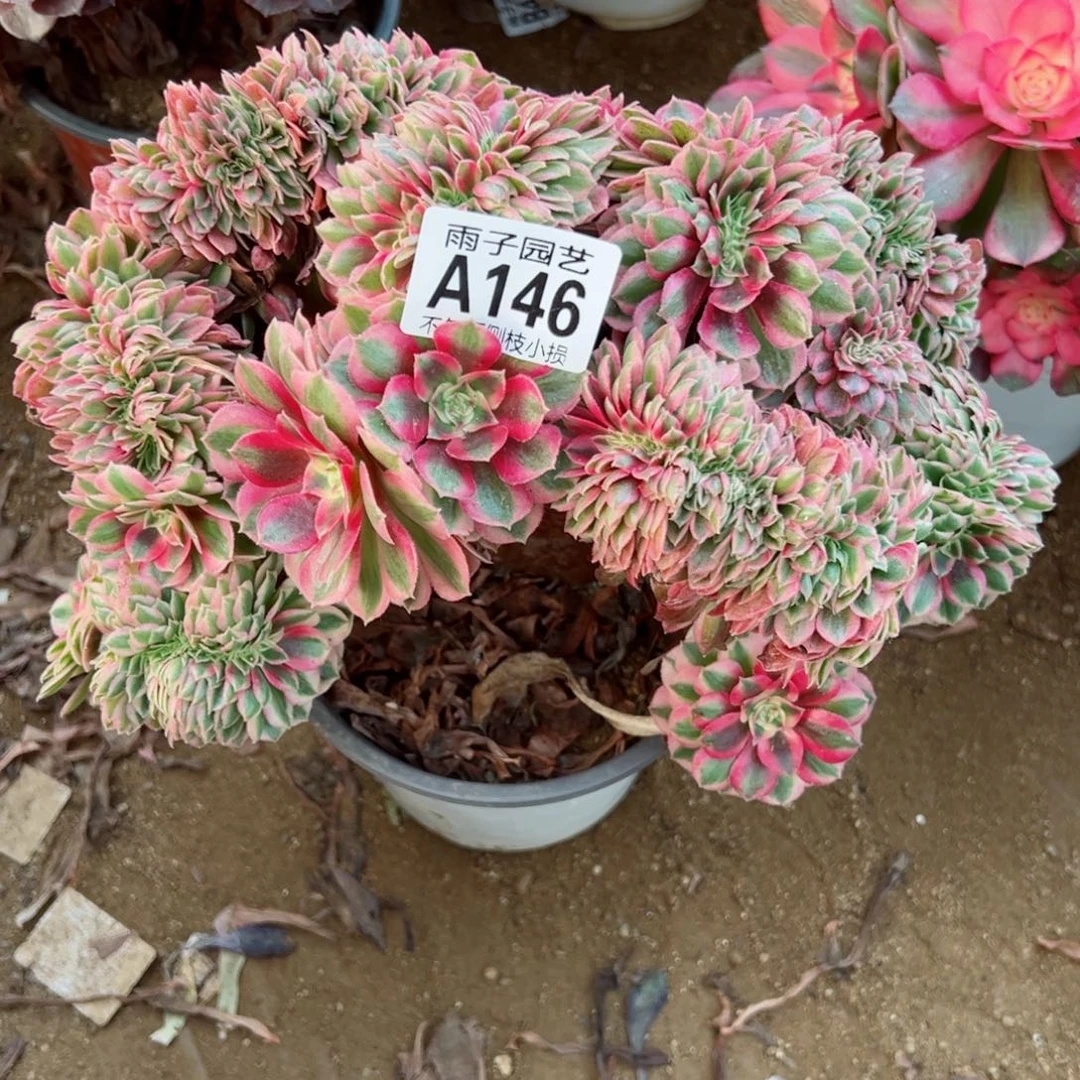 146倾城缀化尺寸25左右