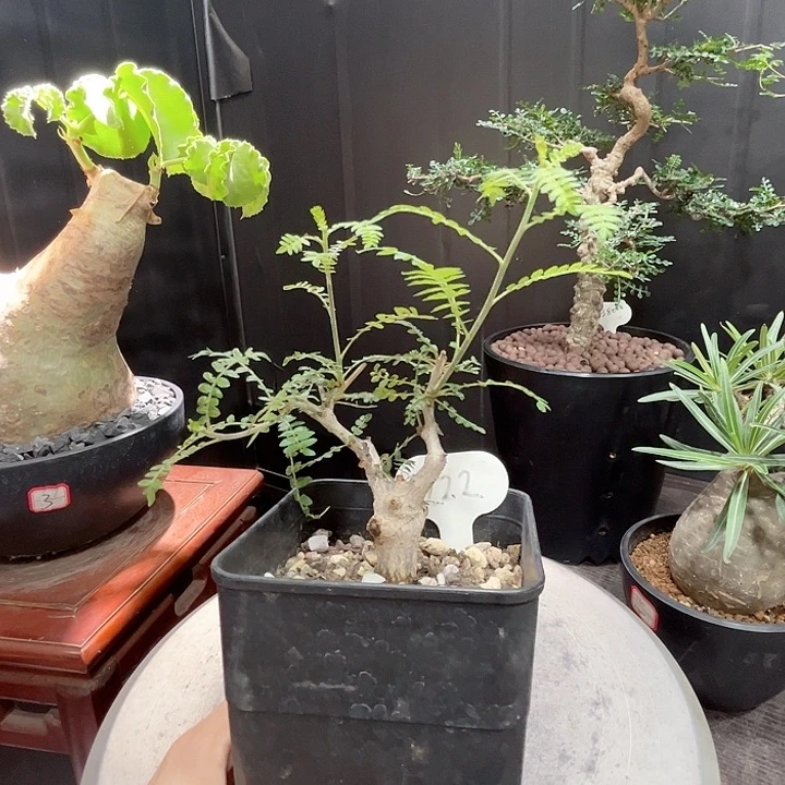 122尼勒达乳香哈哈哈哈哈哈