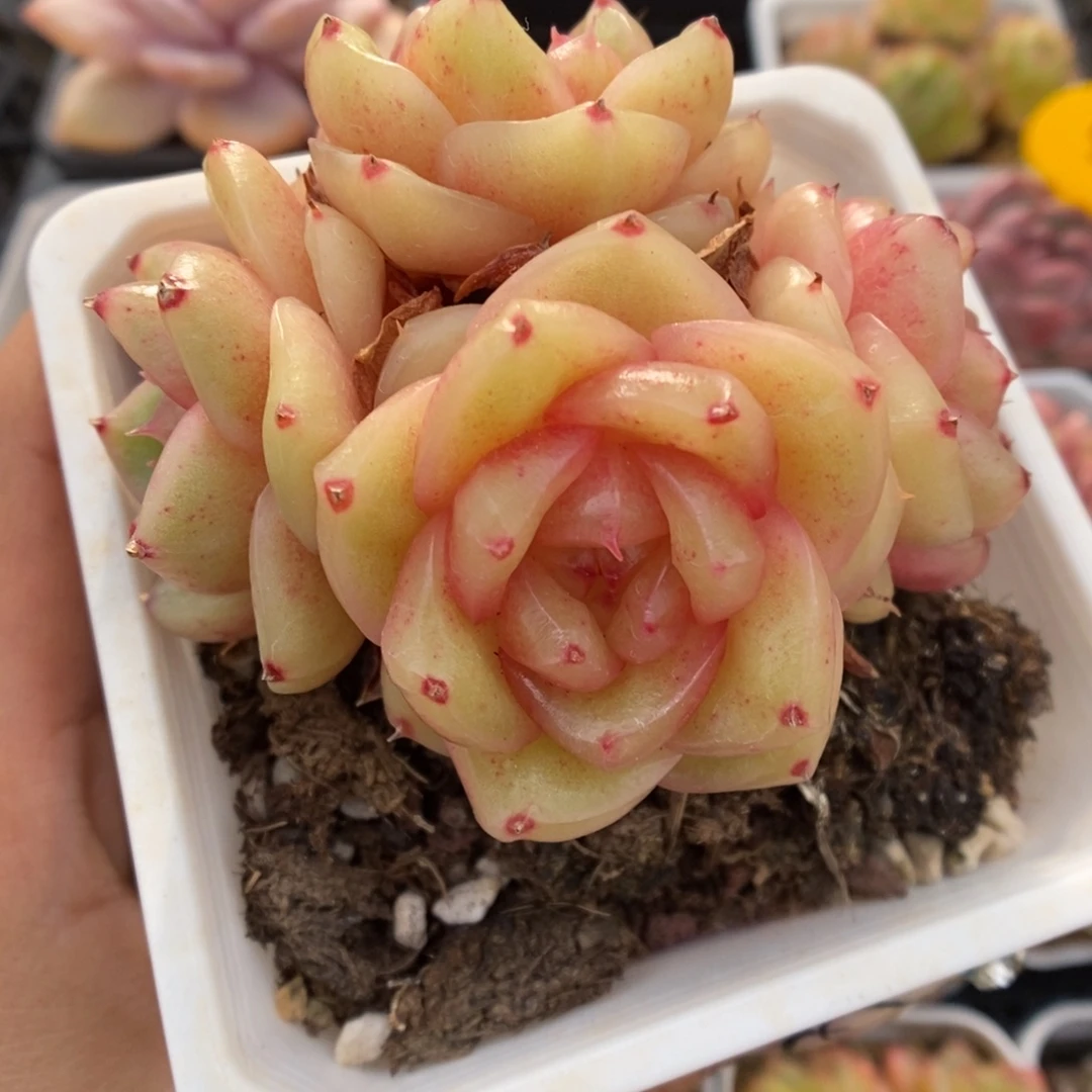 母本玉芷珍妮群生5178号