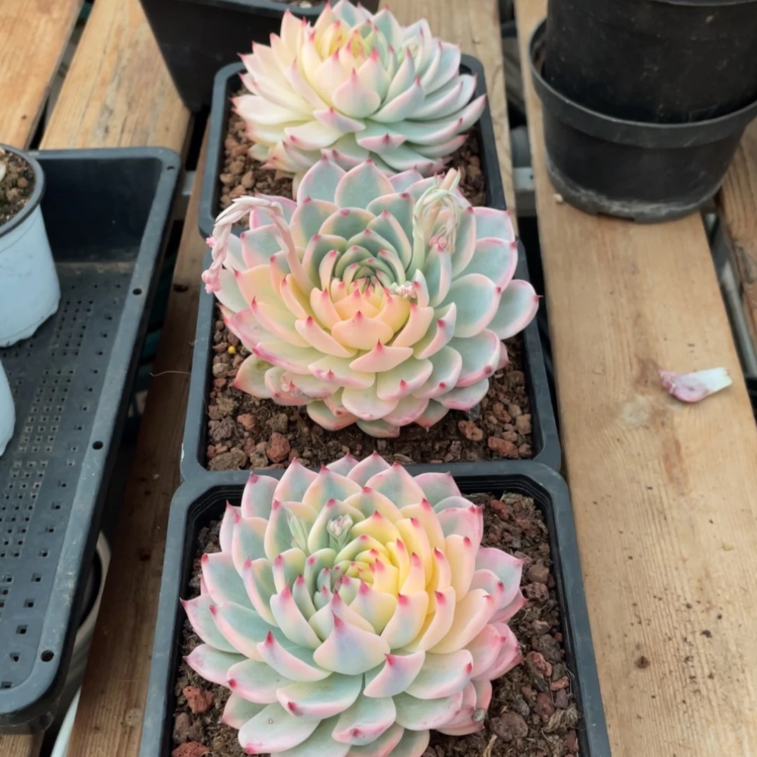 淘多肉吉娃娃锦一个