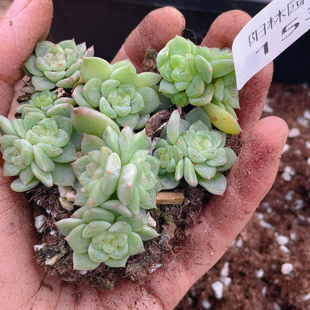 多肉植物多肉植物153