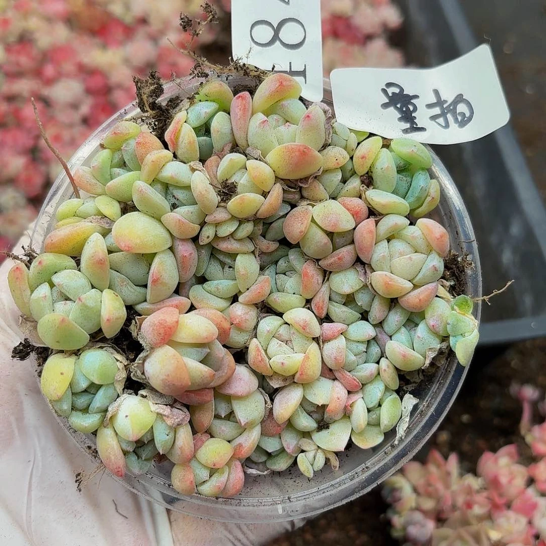 多肉植物多肉植物484量拍