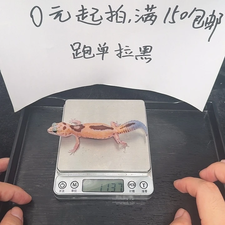 肥尾守宫奶祖h橘白搞起来！