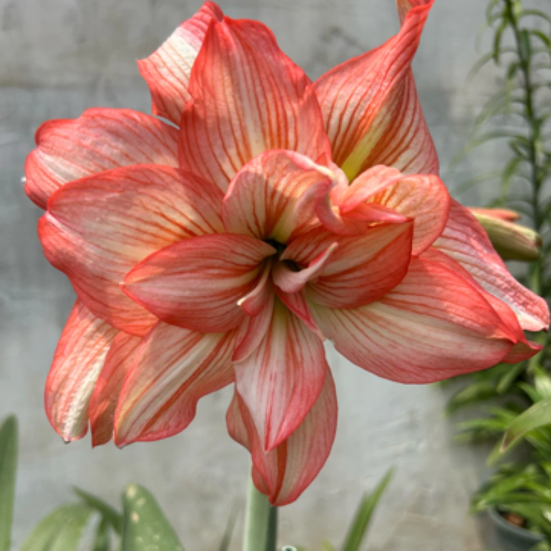 【僵尸/僵美人】 南非品种  朱顶红种球 皮实好养