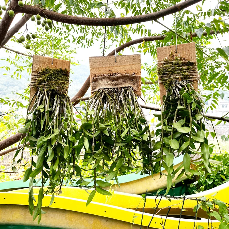 红杆三年生铁皮石斛扳植物石斛兰花卉室内外种植绿植4-7月开黄花