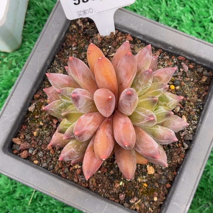 重楼多肉植物老桩935