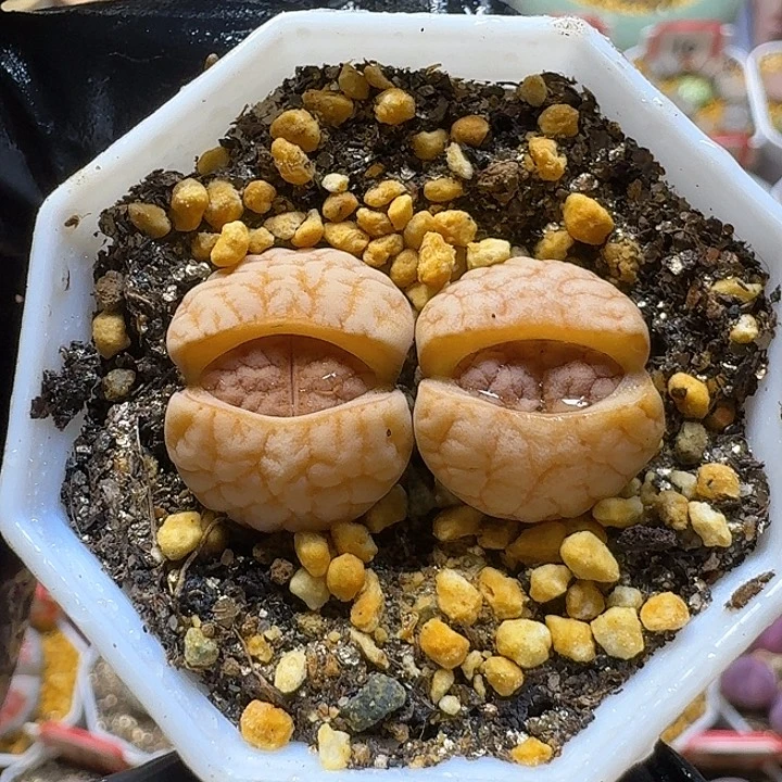 生石花3:：：。     12号