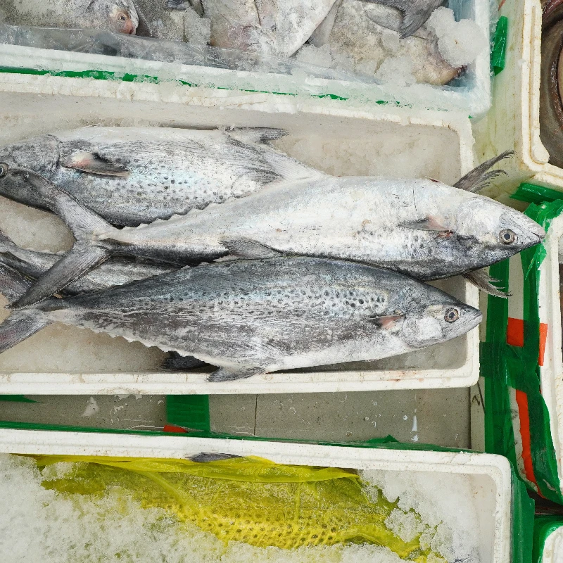 本港大马鲛鱼 肉质鲜嫩肥美  广东省内顺丰包邮