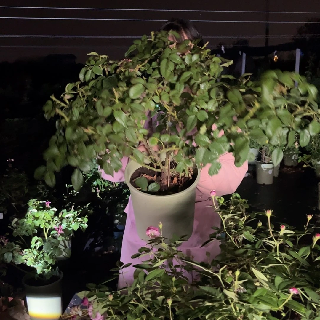 奥古斯塔路易斯3加仑根接