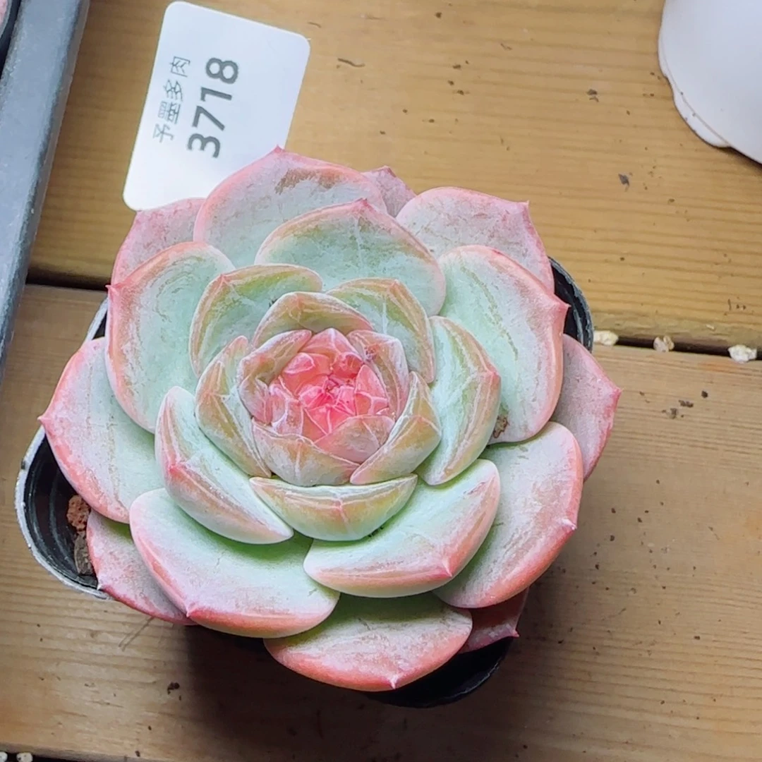 孤品微瑕，6718多肉植物