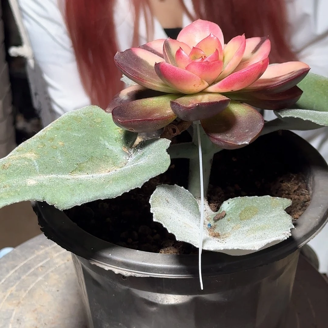 巧克力玫瑰多肉植物