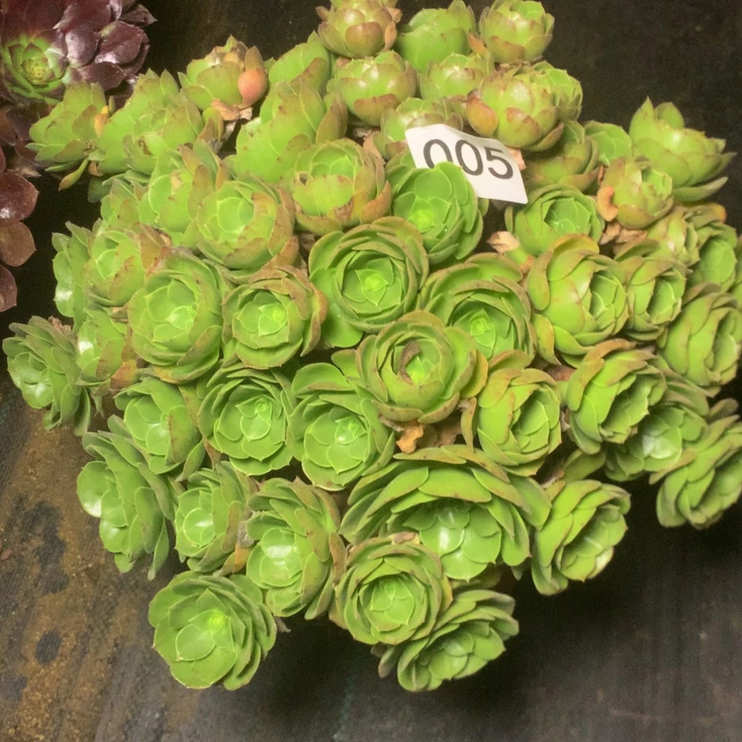 005万圣夜多肉多肉植物