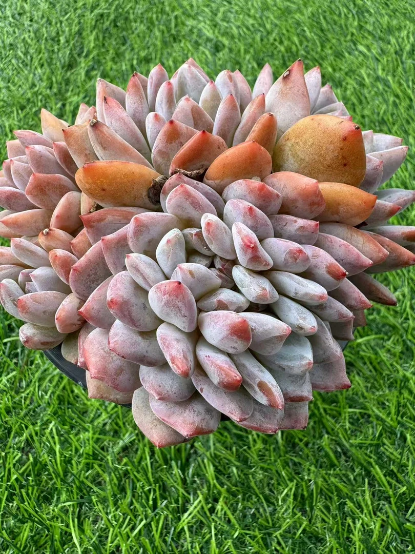 雪天使带缀多肉【满19包邮】