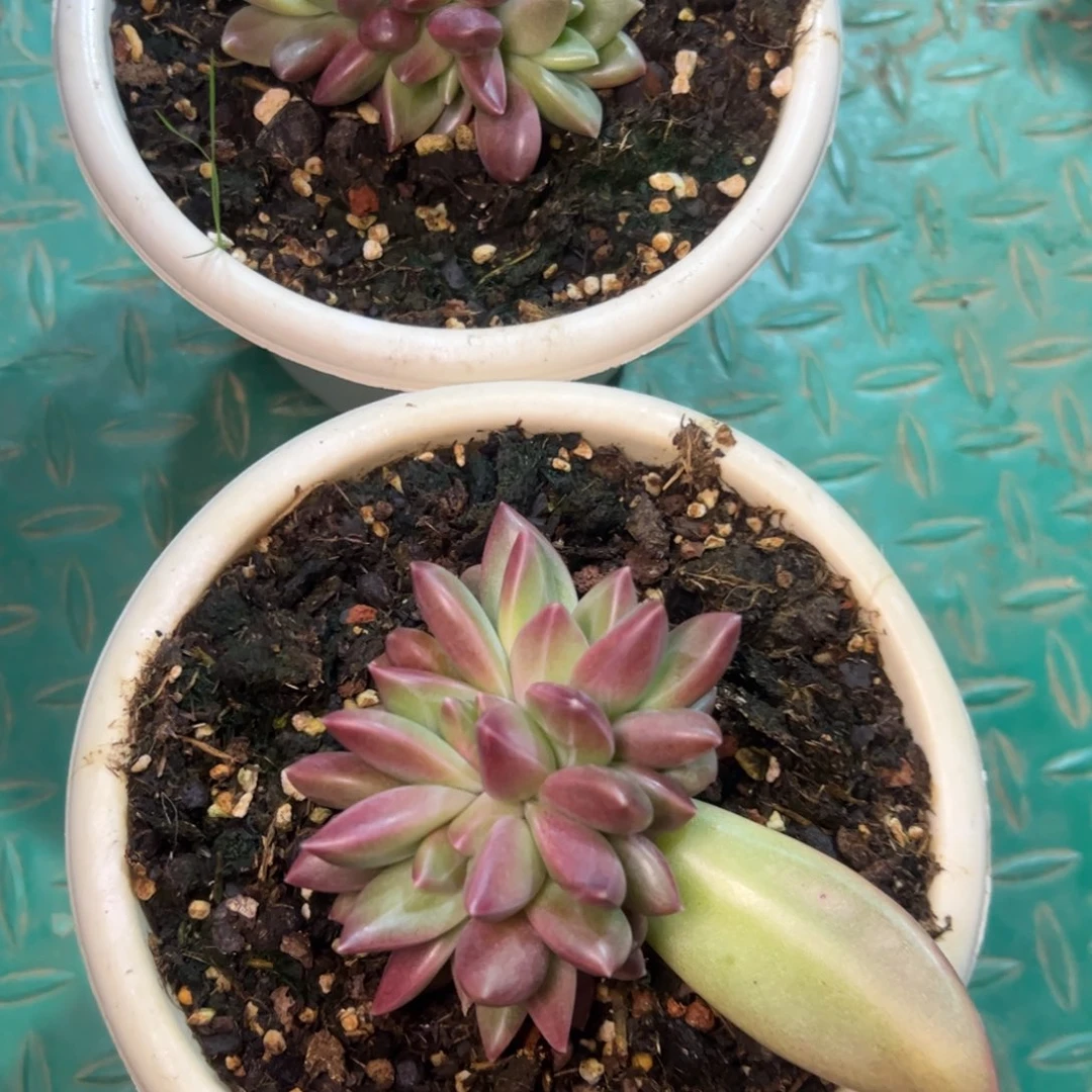 多头迷雾泡泡多肉