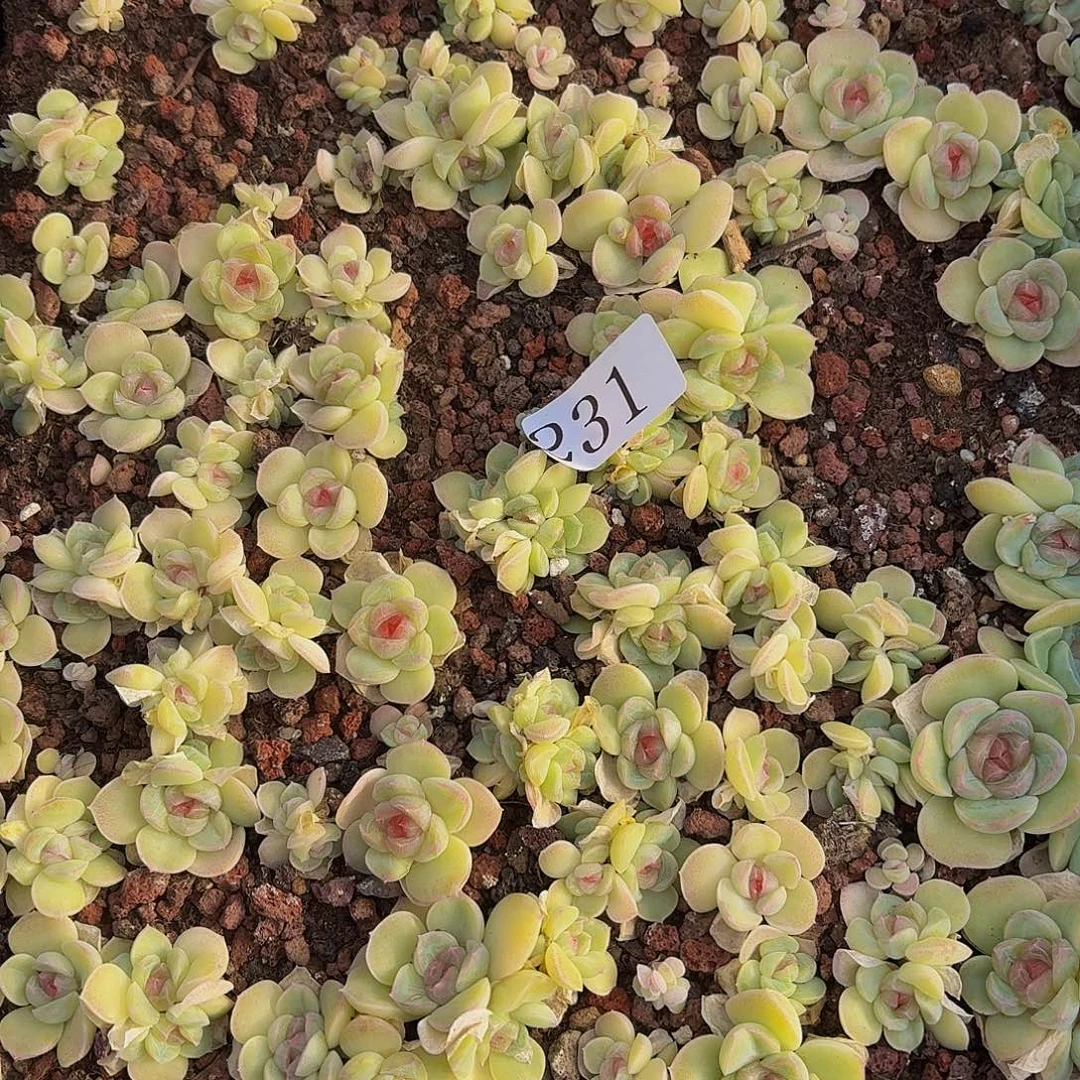 觅***踪多肉植物多肉植物231