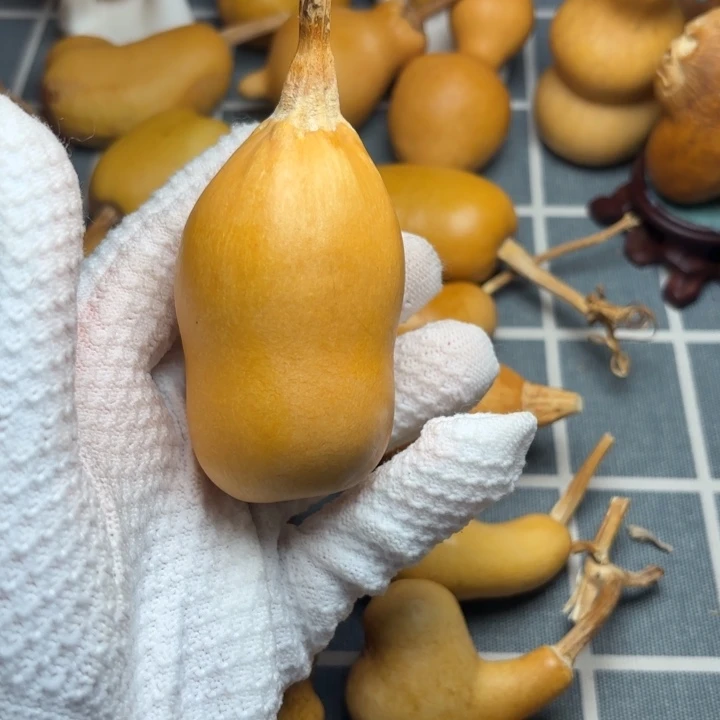 哆***咪葫芦花嘴66666666666