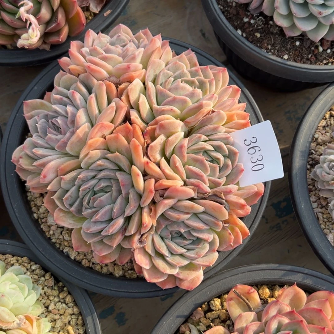 任***转3630多肉多多多多多