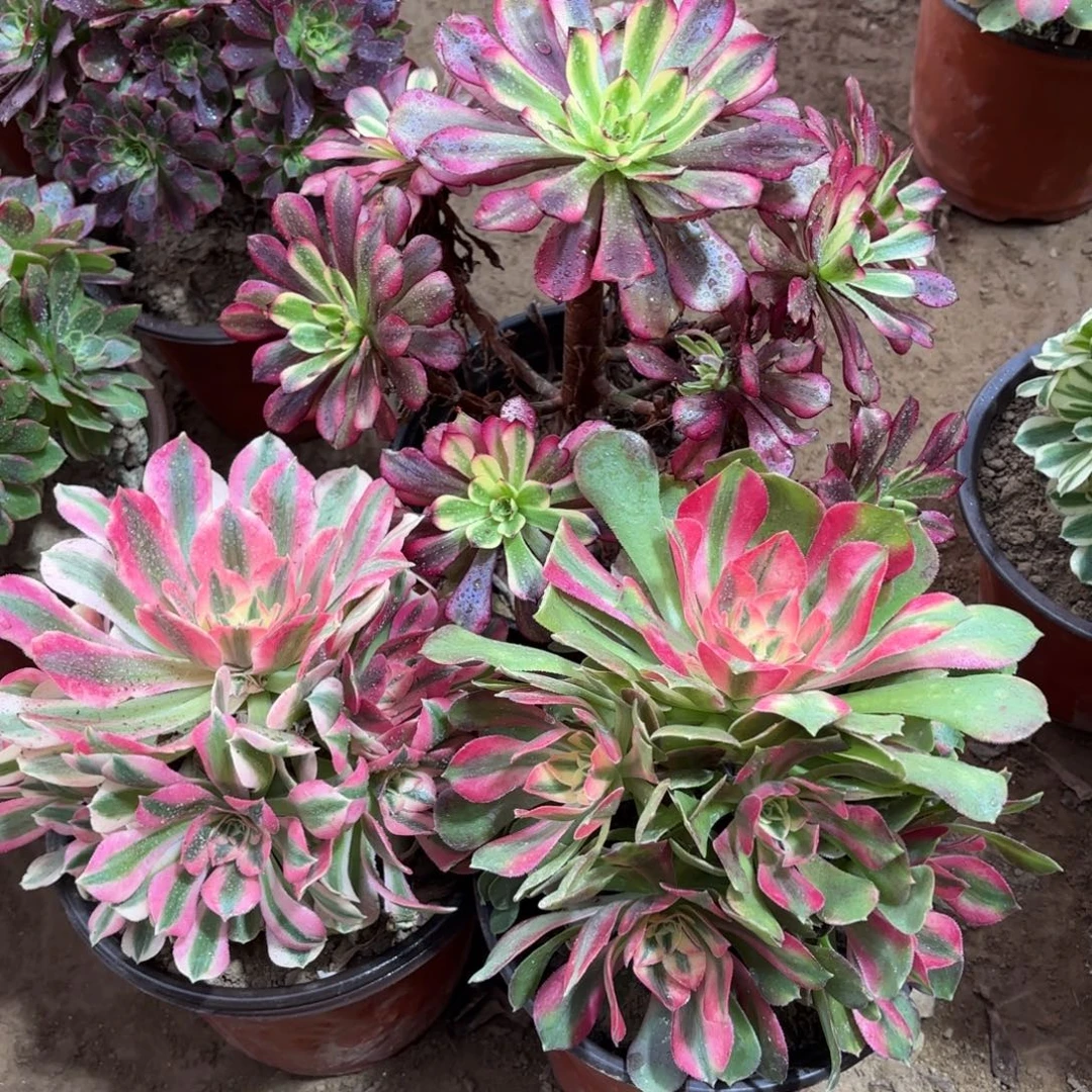 美肌粉女巫香妃19.8