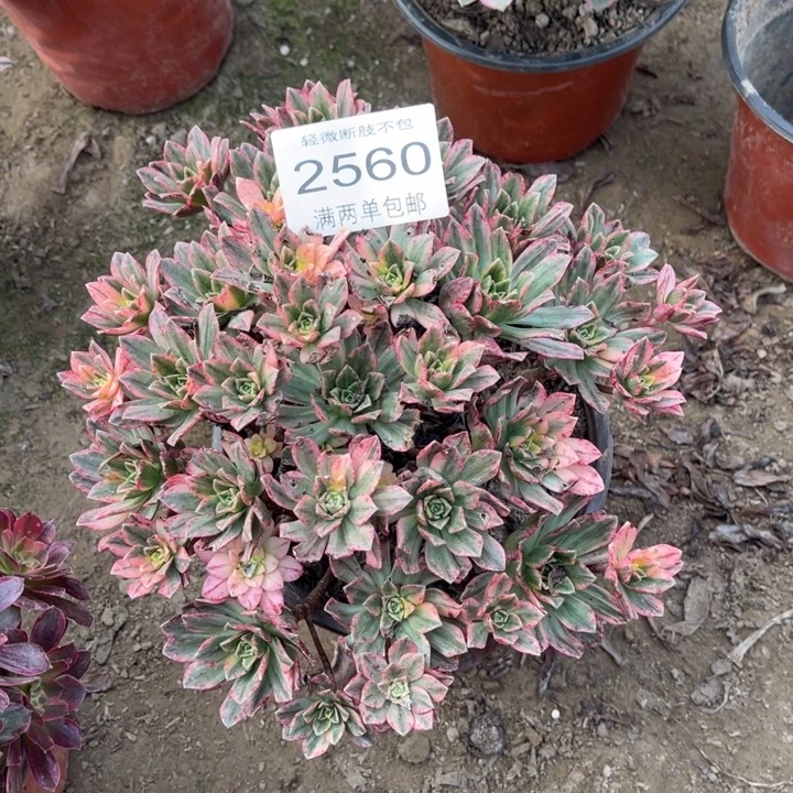 2560甜茶的人多肉的