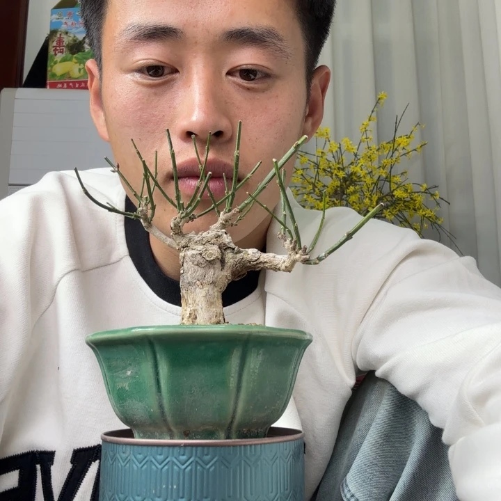 爆***堂盆景等为主的景区