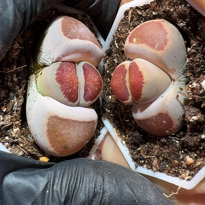 转****鲤生石花1111111。   128