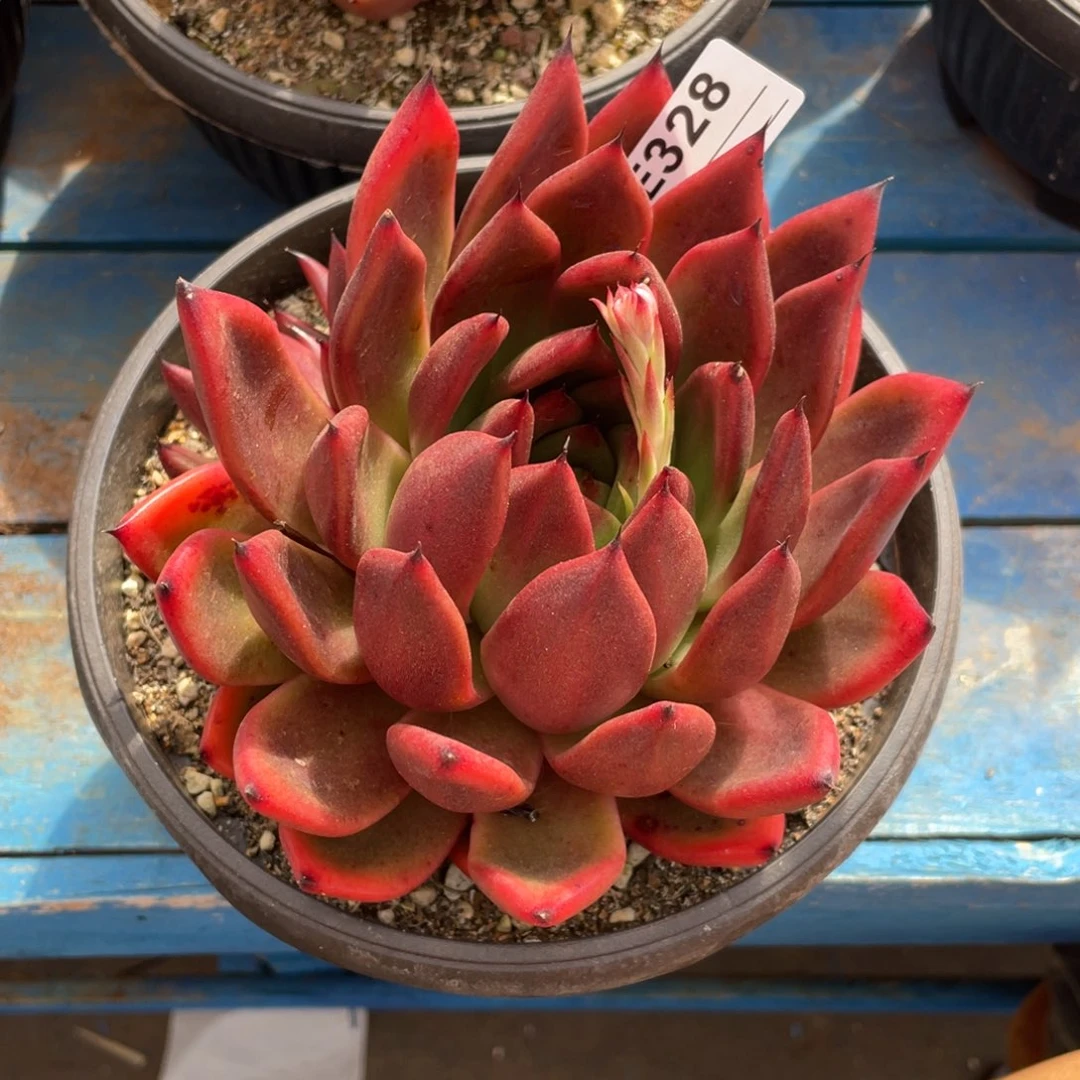 无花朵若如东云单拍E328