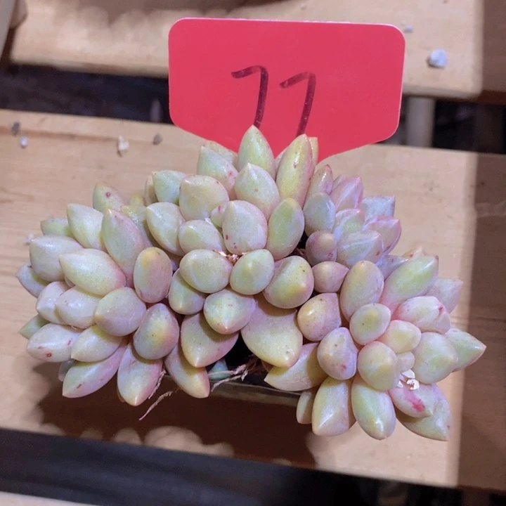 在家里面吃饭的吗