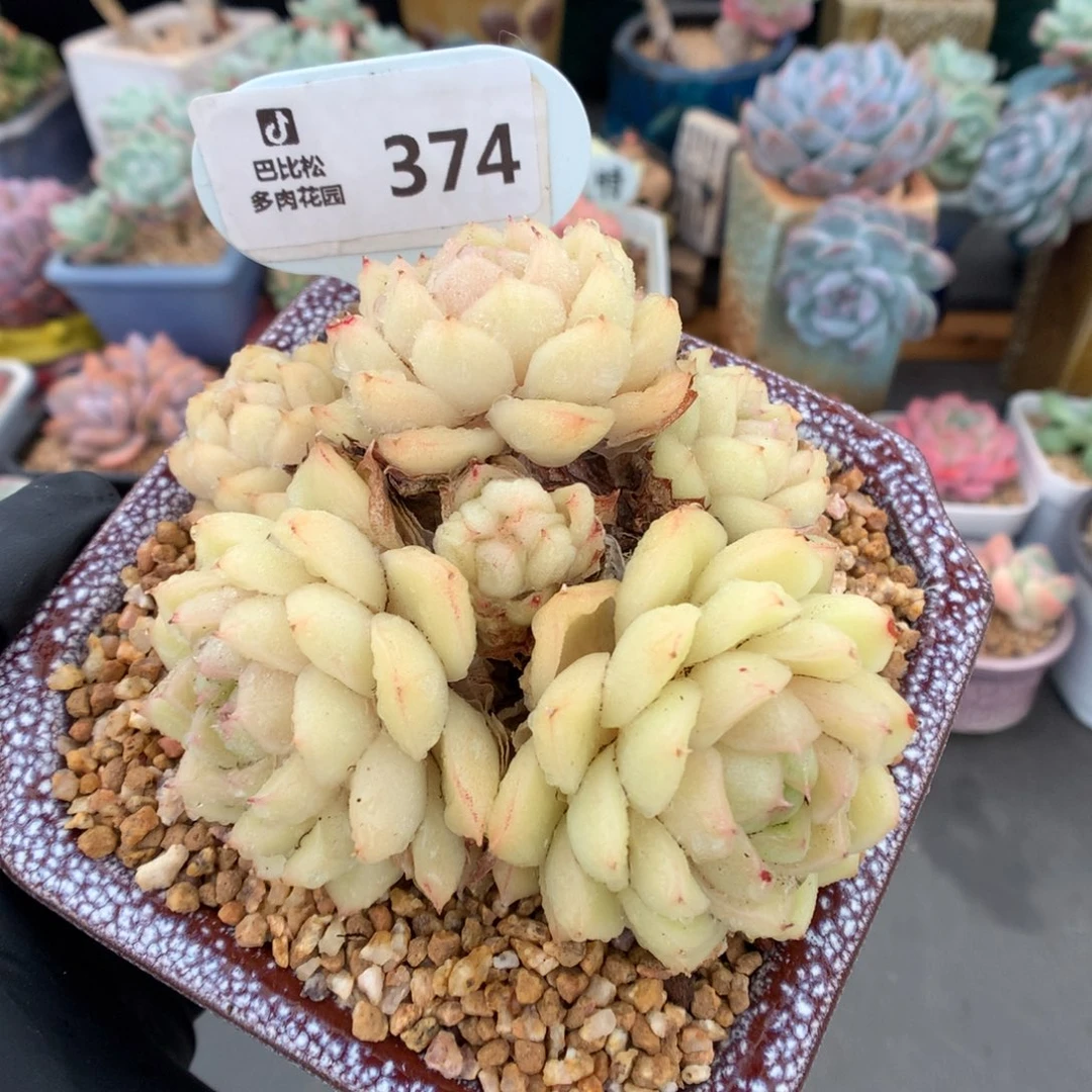 374 黄油珍妮心麦杆