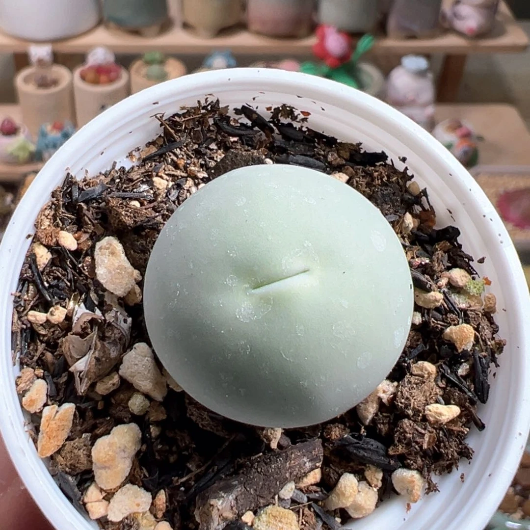 多肉植物34号鸽子蛋