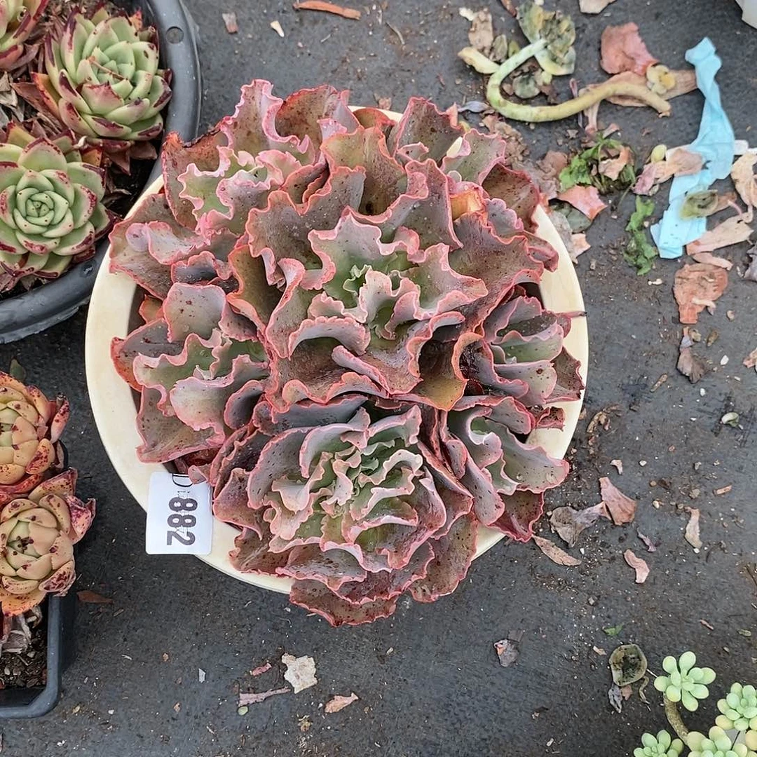 宇****媒882高沙多肉植物