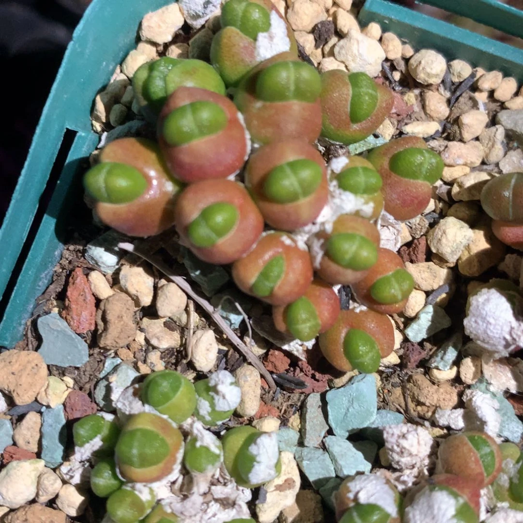 糖****豆豆豆专拍 肉锥植物