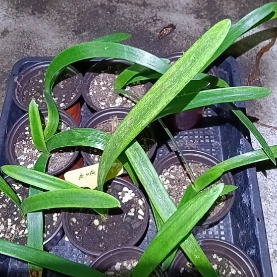 无花朵台珠交响曲1+发一个