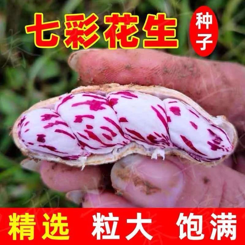 奶油七彩花生种子籽蔬菜种子种籽老品种花皮可留种