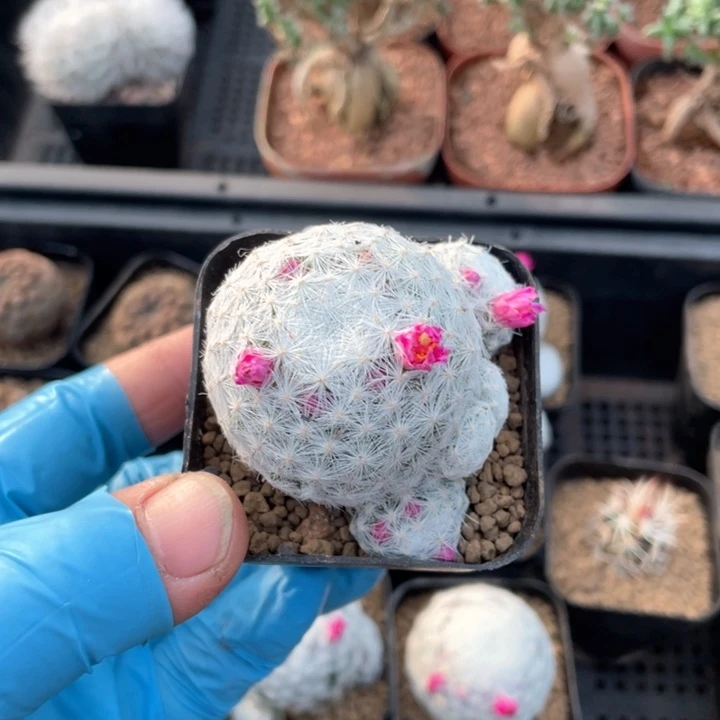 瞅*055大型姬春心多头