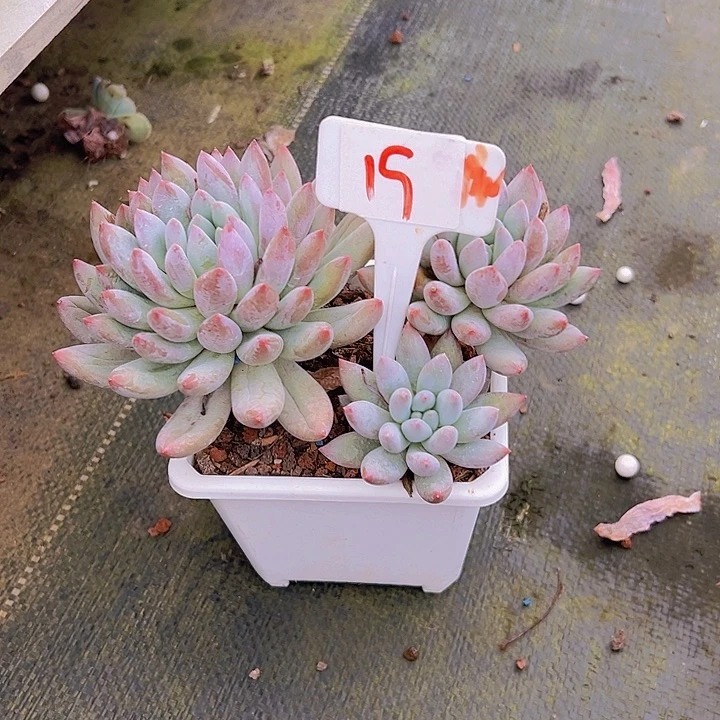 淡***心19所罗门带盆一个多肉