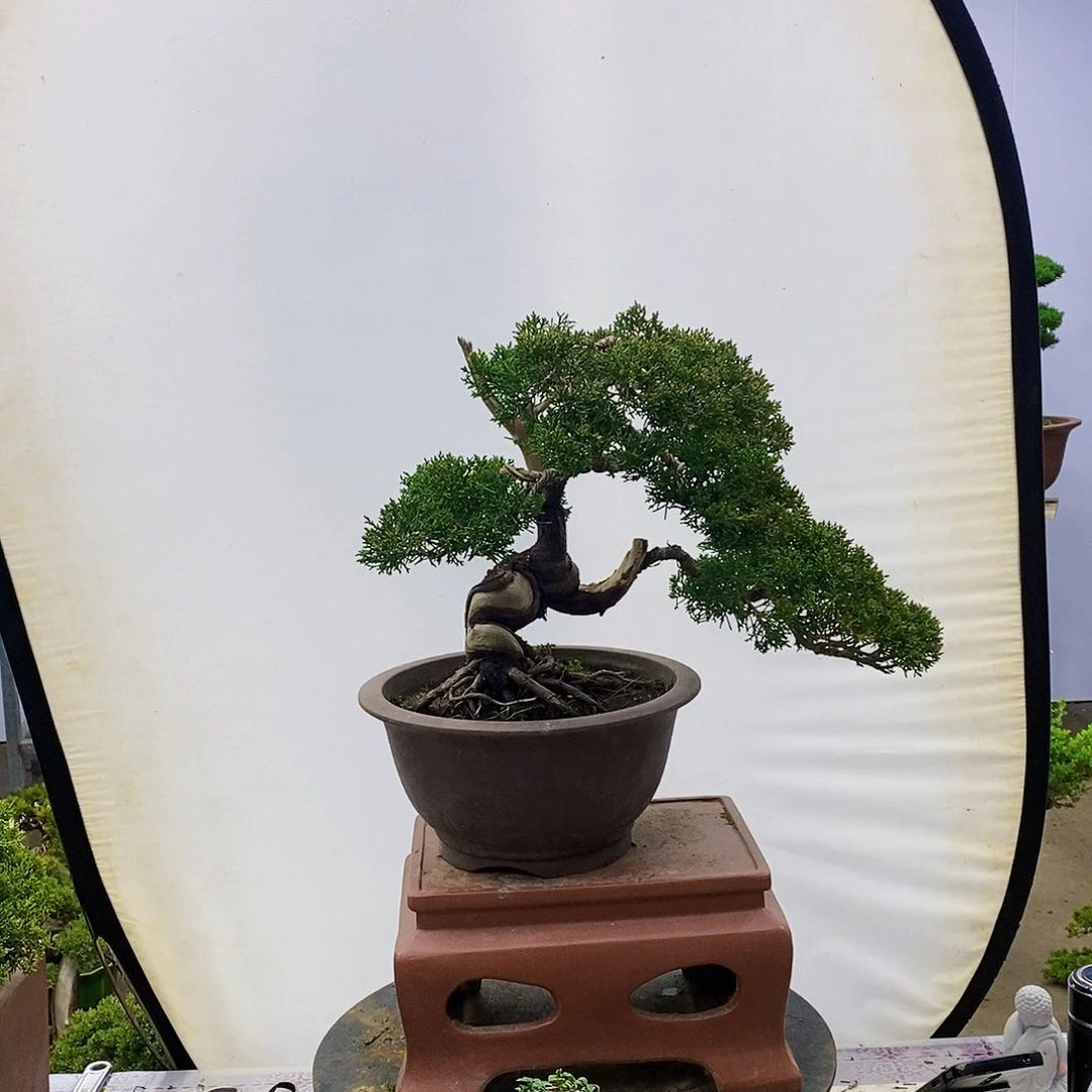 【闪购商品】无花朵烟**子