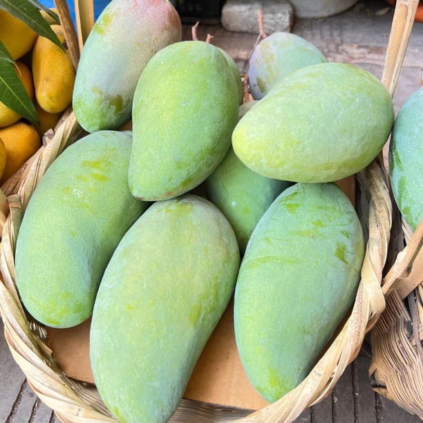 云南元江大青芒芒果原产地直发大芒果