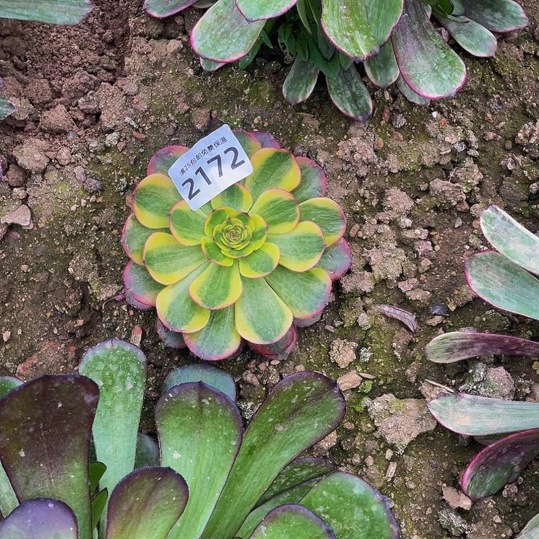 从****你2172火狐多肉植物